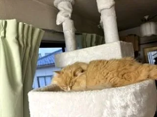 【ラガマフィン編】ココの異変64・・猫で…