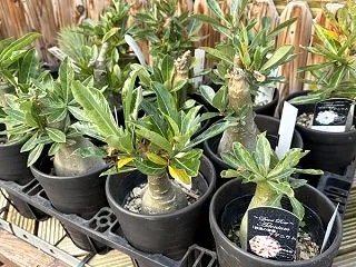 塊根植物「アデニウム」♪ ぷっくり肥大し…