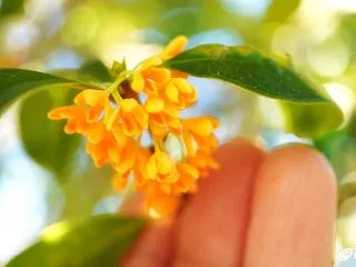 金木犀の花でお茶を作ってみた♪