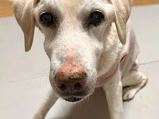 Hana、永眠しました。