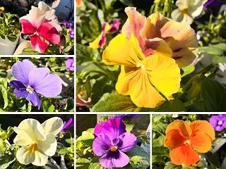 よく咲くスミレの寄せ植え｜6色を3色ずつ…