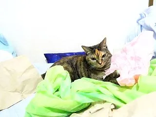 横入りヾ(`◇')ダメ…