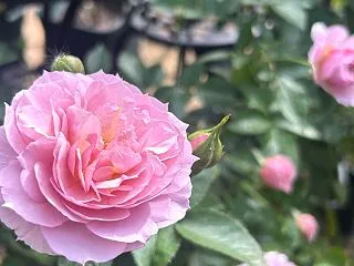 雨前のバラと犬の早食い防止対策