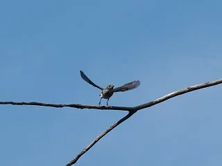 意外な場所で＊エゾビタキ（その４）