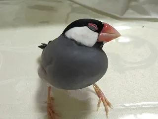 状態変わらず