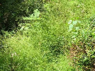 今年は笹系の草が猛威を振るった
