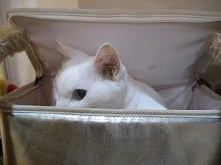 何だか嫌な予感がするのれす・・(。´･ω…