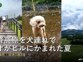 日光・霧降高原を犬連れで｜天空回廊と大笹…