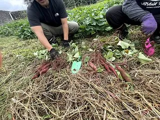 黄金村 2026 さつまいも復活 芋掘り…