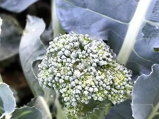 雨上がりのブロッコリ