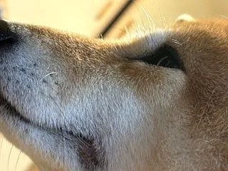 お久しぶりです