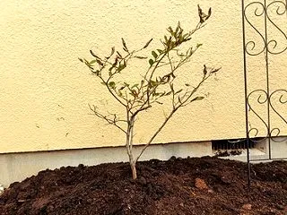 今日はブルーベリーの苗を植えました
