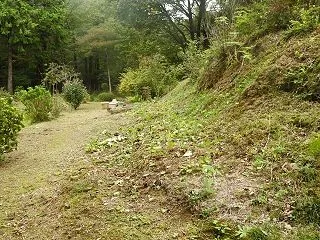 ウド（独活）伐採