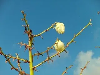 散歩の風景
