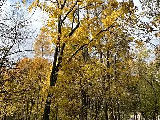 黄金がやってきた
