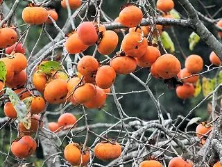 １日遅れの「柿の日」