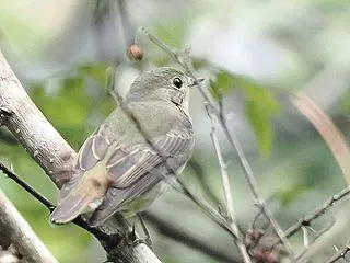 秋の渡りの時期の＊キビタキ♀（その２）