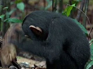 進化するサルに笑撃