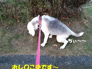 雨続き