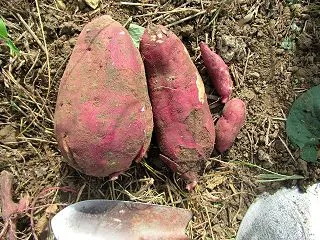 でかっ !! 2026年イモ掘り