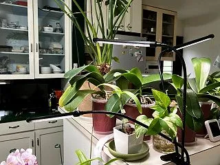 胡蝶蘭に植物育成LEDライトを買った。
