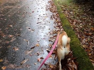 続・掃けども掃けども