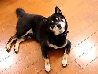 犬飼ったことあるやつにしかわからないこと