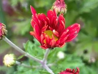 庭パトだけの日、それでも庭は菊ラッシュ