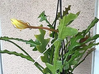 ほころび始めたフィッシュボーンカクタスの…