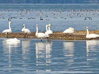 コハクチョウとユリカモメ