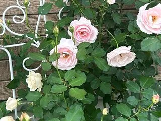 花ぼんぼりがキレイ♪