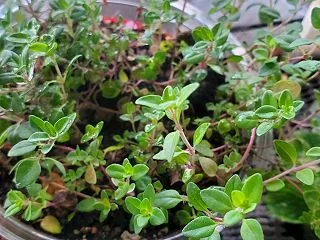 パンジーの種まき ( *´艸｀)