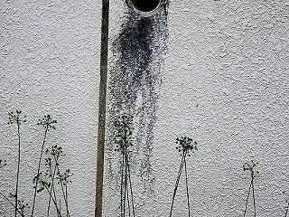 ニラの実