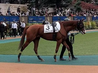 【引退】コルヴィル。