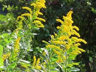 変わりゆく背高泡立草の色