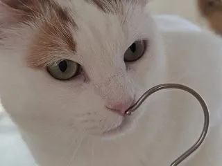 最近の猫たち。