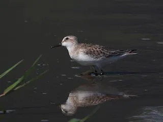 休耕田のトウネン幼鳥 Red-necke…