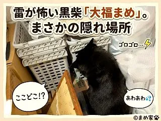 雷が怖い黒柴「大福まめ」。まさかの隠れ場…