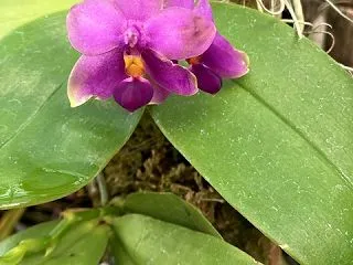 Phal.violacea Blue