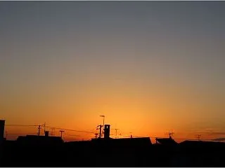 天空のバラ２種