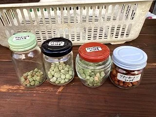 エンドウ豆類の種まき