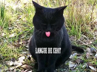 黒猫の日のアイツら(猫さま)