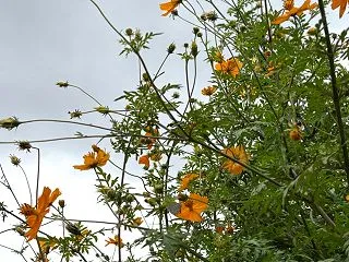 よく降った雨も上がりウォーキング
