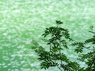 琵琶池・一沼にて