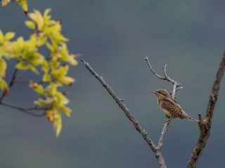 探鳥