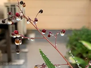 水滴の花と きいちゃん