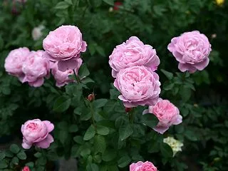 4日目にして雨対策を解く