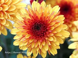 菊２