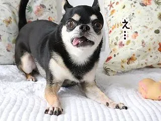 アゲハのしこり、その後