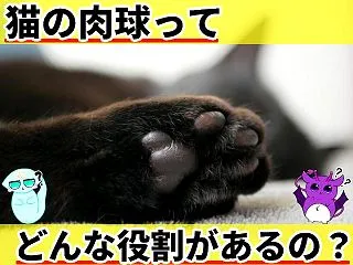 猫の肉球にはどんな役割がある？何のために…